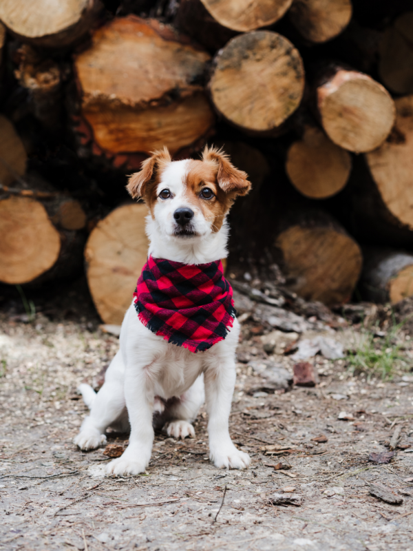 006555fd5a4e1d7c977c3e288b9b249a