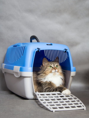 Caixa de Transporte Lumiar Pet Azul com Branco Tamanho 02