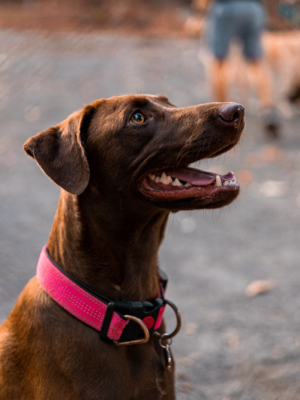 Coleira para Cães Guido Pink