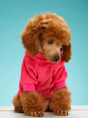 Moleton Pet Fofurice Rosa para Cães Tamanho P