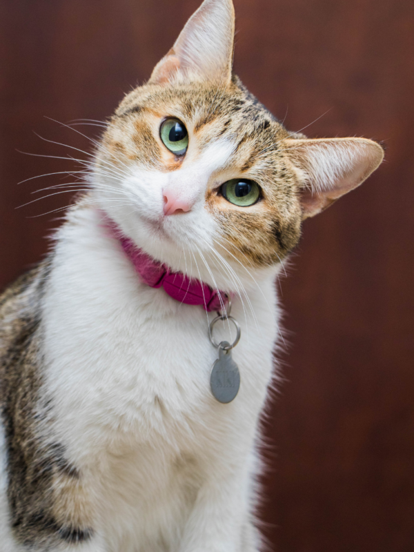 62d9f7b647da041916a556102f2e3c81