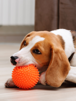 Brinquedo Bola Cravinho Vinny - Laranja